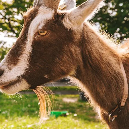 Domo Camp - Nature Glamping Hof Viehbrook