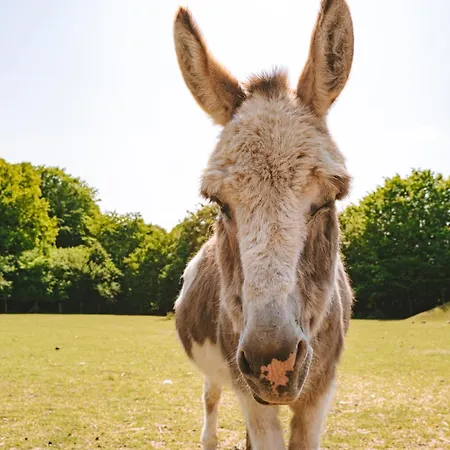Tente de luxe Domo Camp - Nature Glamping Hof Viehbrook *