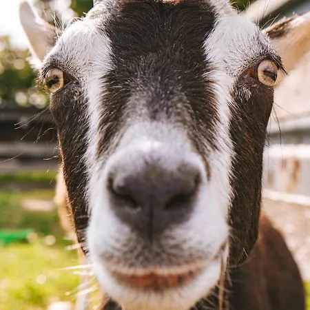 Domo Camp - Nature Glamping Hof Viehbrook